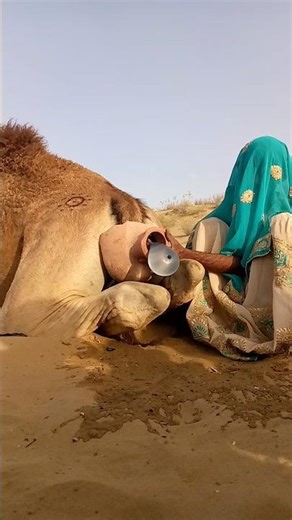 💨neeli dressme ladki baloon Dala camel🐪ke pichwadey men#Beautycamels#animals #shorts#trending#viral