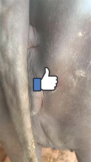 all animal matting on Reels