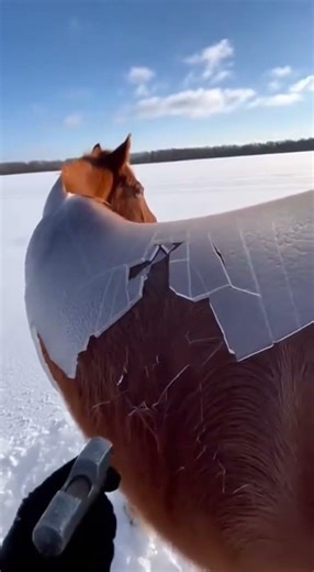 The final strike exposed what the ice had been hiding | FurryFlicks