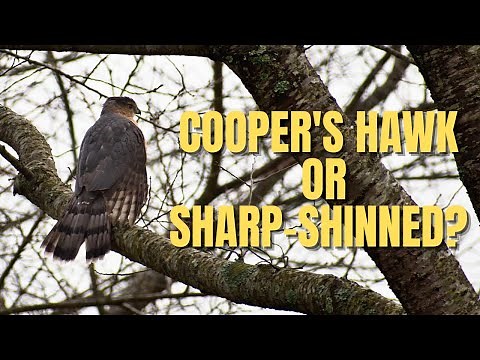 Cooper's Hawk vs Sharp-Shinned Hawk - Bird Identification