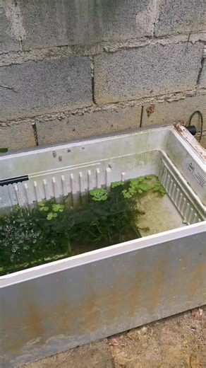 DIY Filtration Para sa Aquarium: Paano at Bakit