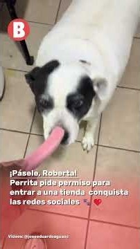 ¡Pásele, Roberta! 🐶😂 Perrita pide permiso para entrar a una tienda