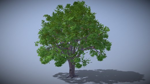Mango Tree - Download Free 3D model by stealth86