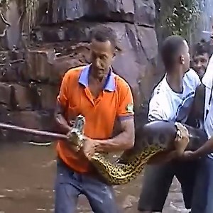 89K views · 466 reactions | Catching The Python Under The Rock Snake Farm | Snake Farm | Facebook