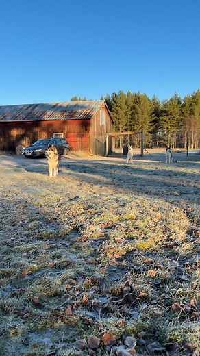 Linus Vestberg on Reels