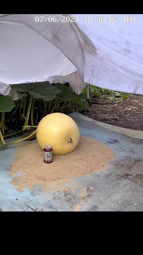 still growing strong: 480lbs and growing 44lbs a day 🎃🦅#giantpumpkin #timelapse #plants #gardening #halloween #vegetables #pumpkin #garden #falconclaw | northeastgiantpumpkin