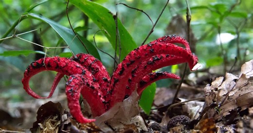 Μοιάζει με πλάσμα τρόμου, αλλά είναι μανιτάρι: Το παράξενο Clathrus archeri που μυρίζει σάπιο κρέας