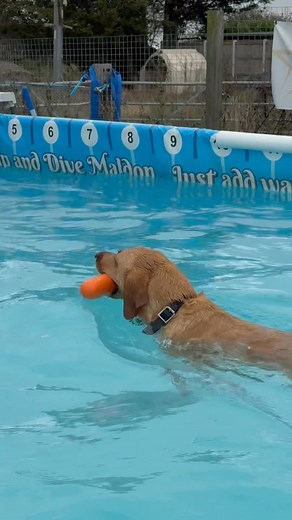 Regular swimmer Labrador Scout loves her swims 🐾💦💕🇬🇧 | Canine Dip and Dive Maldon