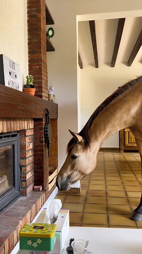 Une après midi normale avec Laria 🤣 #horse #cheval #jument #chevaux #horses #equestrianlife #equestrian #pouliche #horsesathome #chevauxalamaison #poulain #equestriandream #horsesoftiktok