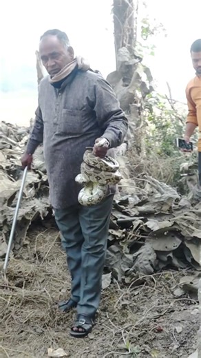 Indian python rescue