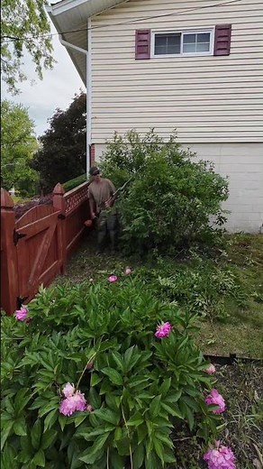 Echo e-force 2600 with the hedge trimmer attachment