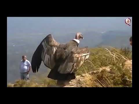 コンドルは飛んでいく