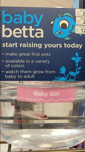 Baby betta fish at Petco