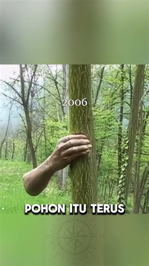 Efek Memegang Pohon Terlalu Lama