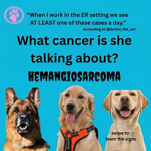 3K views · 31 reactions | Hemangiosarcoma is one of the meanest...