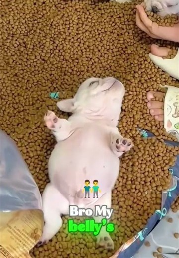 I can't believe they're feeding the puppy this kind of thing