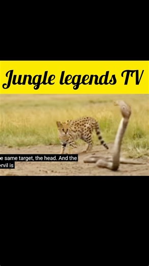 “Fastest Predator vs Deadly Snake – Real Wildlife Battle”