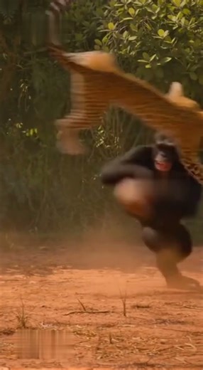 Chimpanzee vs Leopard – Brutal Real Fight for Territory | Wild Showdown in the Jungle