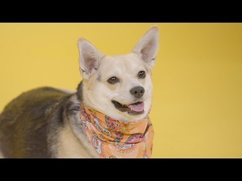 Dog Weight Management | Chewy