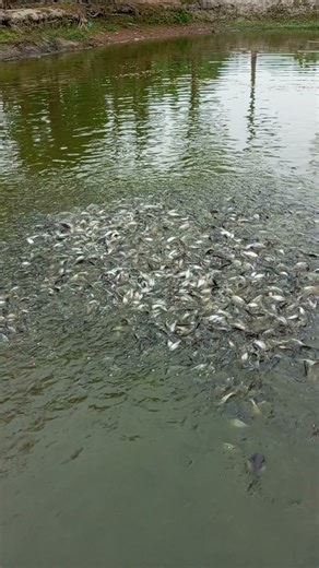 Many fish are jumping together, all small fish. #fishing #fish #shorts