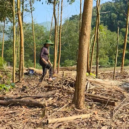 476K views · 7.6K reactions | The bad guy stole Ly Tieu Ca's chicken and belongings while she was away | Mother Angel | Facebook