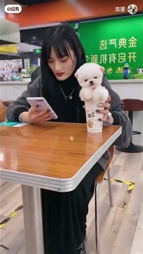 cute little dogs 🐕 prank 😂 #prank #baby #cute #dog