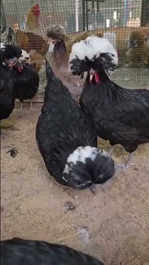 Beautiful Polish Chickens from the Farm