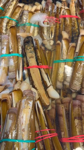 Fresh from Ireland! 🇮🇪 Our live razor clams have just arrived — sweet, tender, and full of ocean flavor. These delicate shellfish are extremely limited and will be sold out within 5 days, so now is the best time to order while they’re at peak freshness. Visit GlobalSeafoods.com to secure your order, and subscribe to support more seafood updates, chef tips, and behind-the-scenes arrivals. 🌊🦪 #razorclams #irishseafood #liveseafood #seafooddelivery #globalseafoods #fresharrival #limitedsupply #