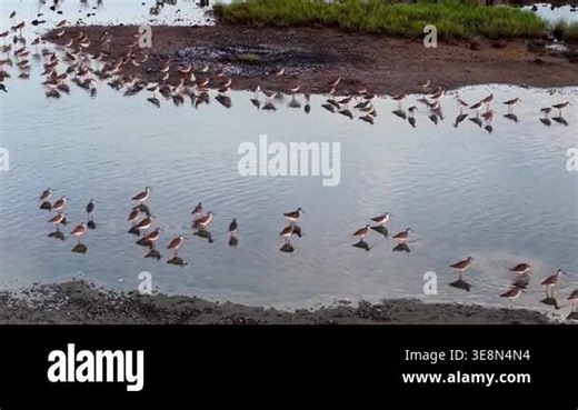 Group of sandpipers wading and foraging in shallow tidal mudflat with reflections Stock Video Footage - Alamy