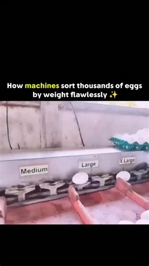 𝗘𝗫𝗣𝗟𝗔𝗜𝗡 𝗗𝗔𝗜𝗟𝗬𝗬 on Instagram: "The post features a 14-second video showing an automated egg-sorting conveyor in action, where eggs roll into spring-loaded trays that weigh each one precisely before solenoid pushers flick them into small, medium, large, or extra-large bins. The whole process looks oddly satisfying as thousands of eggs glide through without cracking. This system follows official grading rules like those from the USDA, where egg sizes are defined by total weight per doz