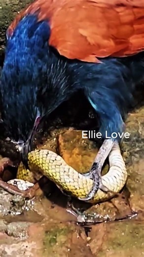 Brutal Nature Moment: Bird Hunts and Eats Snake 🐍 #elephant #wildlife #travel #animals #leopard