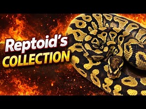 My Ball Python Collection!!!!