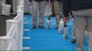 33K views · 746 reactions | Some adorable Detroit Zoo penguins made...