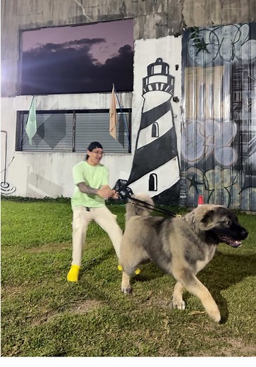 Caucasian Ovcharka: Meet Champ from Jozo Dogs