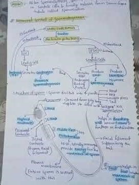 structure of sperm (human reproduction) class 12th
