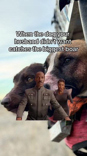 The Best Pig Hunting Dogs Compilation