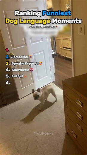 Ranking Funniest Dog Language Moments