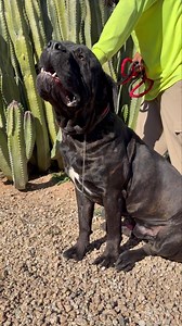 Meet Rambo Mastiff Male 175# — a beautiful, BIG big-hearted Mastiff boy with an even bigger personality! This gentle giant came into rescue with his brother and has quickly stolen our hearts. He’s sweet, loving, and loves going for walks, though he’s a strong leash walker and would do best with someone comfortable handling large breeds. Rambo gets along well with female dogs, enjoys being part of the action, and thrives when given love and structure. He’s truly a special boy looking for a foreve