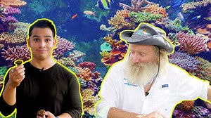 596K views · 3.6K reactions | More than half a billion people depend on ocean reefs for food, income, and protection — but our reefs are dying. Alejandro Alba explains how cloning coral via a process called microfragmentation could reverse coral loss worldwide. Presented by Honda. | NowThis Earth | Facebook