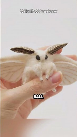 This Fluffy Moth Is Cuter Than Your Ex 😂🦋 Venezuelan Poodle Moth