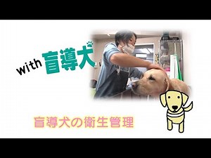 【with 盲導犬】盲導犬の衛生管理