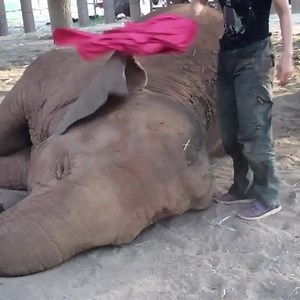 195K views · 17K reactions | This beautiful elephant falls asleep after lullaby Join my group : Animals Kingdom  Thank you so much  | Elephant World | Facebook