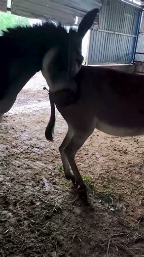 Funniest Donkey Ever Donkey Training the fun way 49