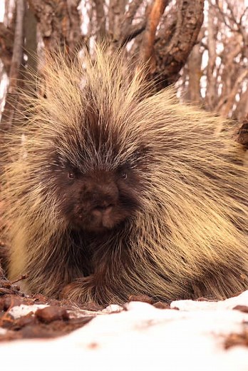 Sleepy Porcupine Taking a Spring Nap Outside Its Den After a long, cold winter, the sun finally feels warm again. This porcupine, usually active at night, couldn’t resist taking a nap just outside its den. ☀️ Did you know? 🦔 Porcupines don’t dig their own dens! Instead, they take over abandoned burrows from other animals or use hollow logs and rocky crevices for shelter. This little one seems to have found a cozy place to call home for now. #nature #naturephotography #wildlife #wildlifephotogra