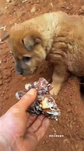Surprise! This little guy was hiding in the dirt! 🐶🦴