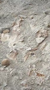 7.5K views · 83 reactions | #birdlife #video #wildlife #mountain #Markhor #worldwide #markhorhunting | Hunting of Big Games ( MUsSawir KHAN) | Facebook