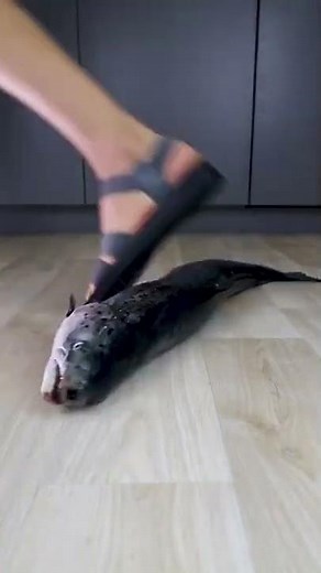 Experiment High Heels vs Giant Fish Crushing ,Crunchy Soft Things by My Shoes