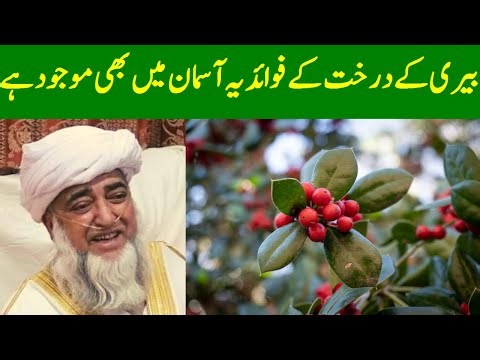 The benefits of the berry tree || Beri Ka Darakht By Mufti Zarwali Khan