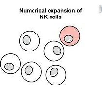 Video: Expansion, Purification, and Functional Assessment of Human Peripheral Blood NK Cells