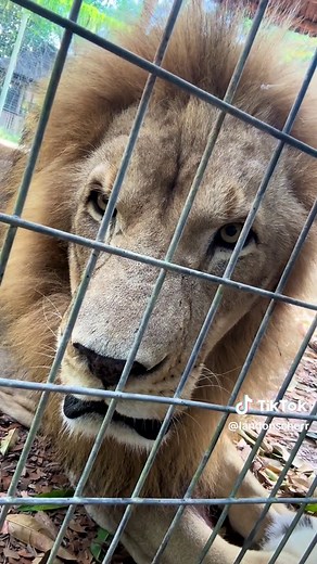Hungry boy! #lion #cats